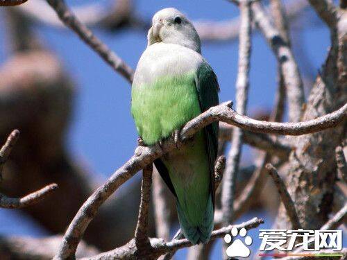 灰颊鹦的饲养 灰颊鹦喜爱水果类食物