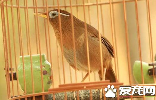 小画眉鸟的饲养   各地都一套饲养、驯练和调教方法