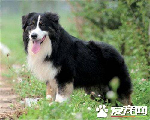 澳洲牧羊犬的优缺点 优点安净干净聪明看门