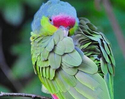 紫冠亚马逊鹦鹉吃什么 最喜食无花果