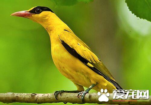 黄鹂鸟是什么鸟 黄鹂鸟是家庭饲养的上乘鸟