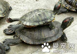 怎么运送宠物 乌龟运输需要注意的主要事项