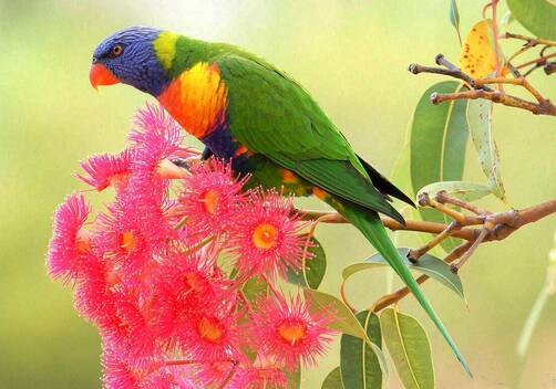 彩虹吸蜜鹦鹉怎样繁殖 由雄鸟和雌鸟共同抚育