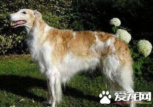 苏俄猎狼犬怎么看纯种 如何判断狗狗是不是纯种