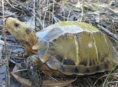 凹甲陆龟怎么养 喜生活于干燥环境