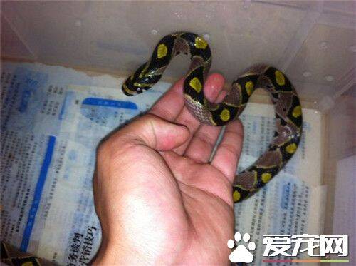 玉米蛇繁殖期 玉米锦蛇每年3到5月交配繁殖