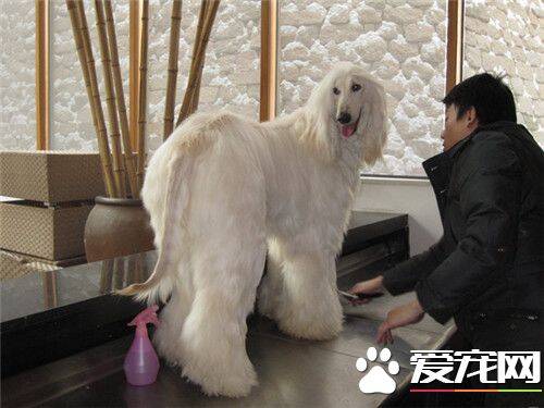 阿富汗猎犬会咬人吗 阿富汗猎犬咬人怎么办