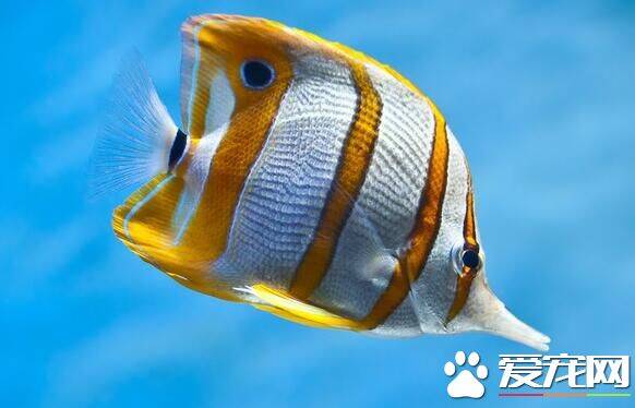 鱼能听见声音吗 鱼耳的功能和人类一样