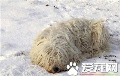 可蒙犬吃什么 可蒙犬必须要吃的三大种类