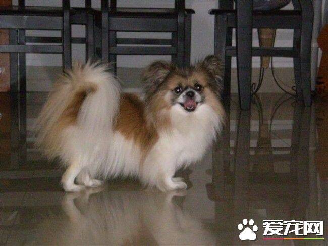 哈威那犬好吗 哈威那犬对孩子非常友好