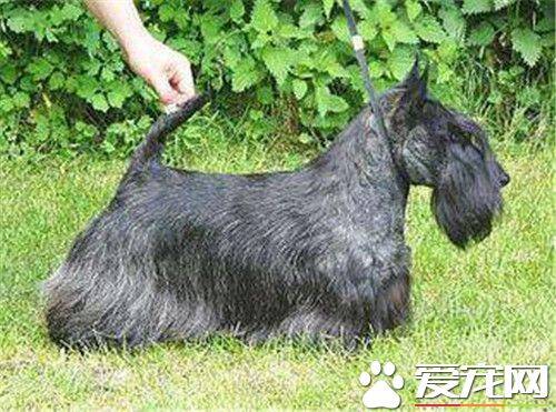 苏格兰梗犬掉毛么 苏格兰梗犬一般都不掉毛