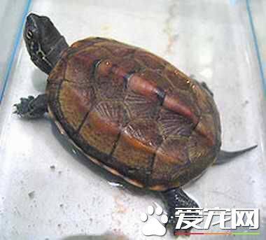 养龟要放多少水 水可以深10到15厘米也可以