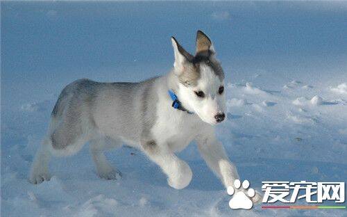 阿拉斯加雪橇犬冬季多少度 适合在10到零下35度之间