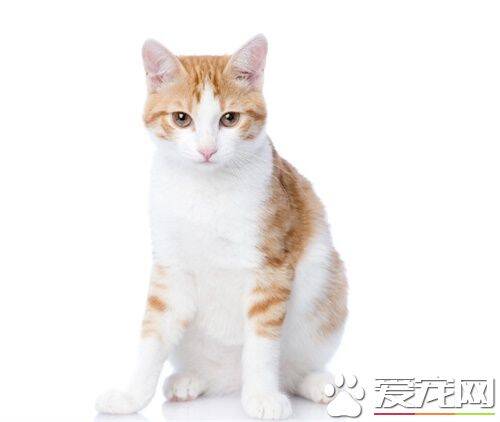 为什么猫喜欢逗猫棒 逗猫棒怎么样用最好