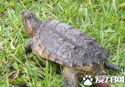 拟鳄龟值钱吗 拟鳄龟价格要比真鳄龟价格便宜