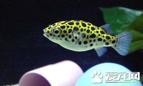 潜水艇鱼的饲养 能适应21～30℃的水温