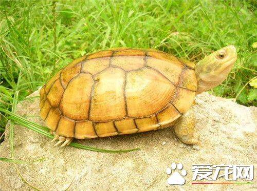 乌龟干养会死吗 可以适当的放点水