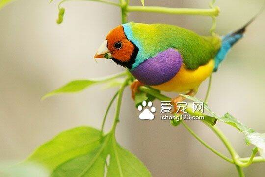 宠物鸟乱叫怎么办 早晚遛鸟最有效