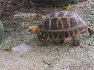 缅甸陆龟如何补钙 龟类对钙的需求很大