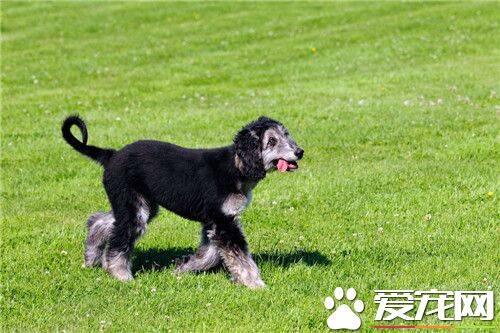 阿富汗猎犬好不好喂养 阿富汗猎犬的喂养方法