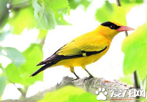 黄鹂鸟的特点 黄鹂的嘴峰略呈弧形稍向下曲