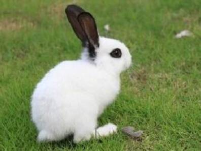 怎么抓兔子 正确捕捉法是不要使兔受惊