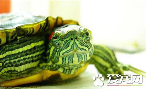 如何判断乌龟的年龄 乌龟长寿的原因