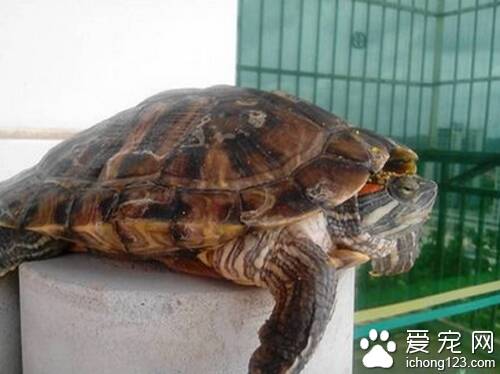 巴西龟能吃吗  巴西龟具有很高的药用价值