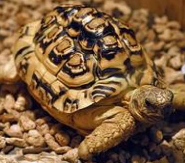 豹纹陆龟饲养方法 治疗豹子拉稀方法