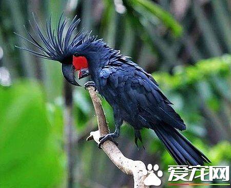 红尾黑凤头鹦鹉的饲养 每天要喂水果和青菜
