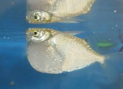 银燕子灯鱼吃什么 喜吃浮在水面的活饵