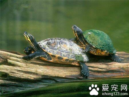 乌龟冬眠多长时间 一般有3-4个月的时间