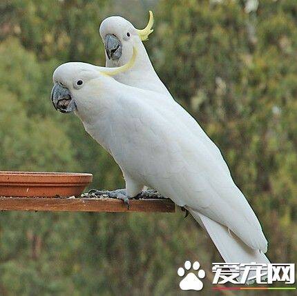 蓝眼凤头鹦鹉的饲养 提供热量较高的坚果