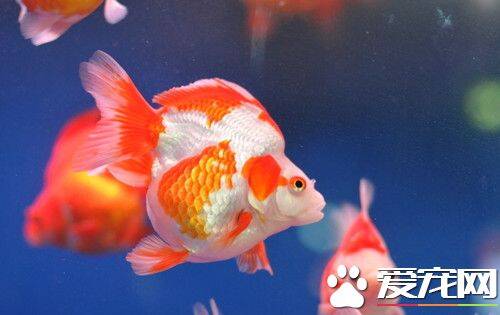 金鱼的繁殖 在水族箱中应种植水草或放置棕片