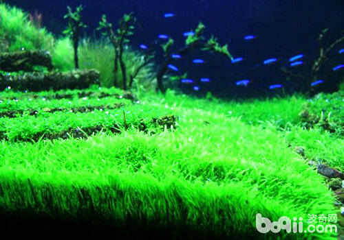 水族造景中几种常见的水草栽种方法