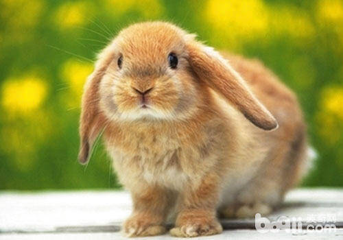 春季养兔要注意哪些问题