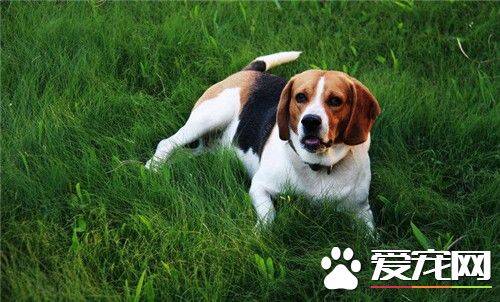 比格犬智商排名多少 比格犬排在72位左右