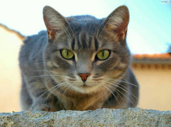 猫怀孕能不能吃水果