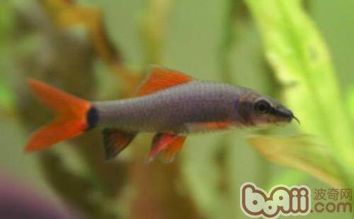 彩虹鲨的饲养环境