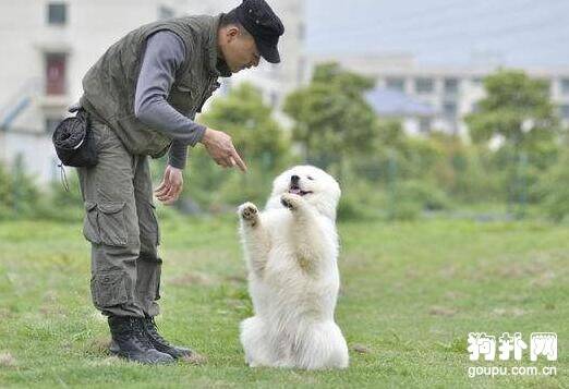 找对训练狗狗的道具和时间