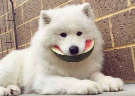 萌宠汪吃西瓜：萨摩温柔可爱，二哈饿急了眼，柯基柴犬连瓜皮都吃