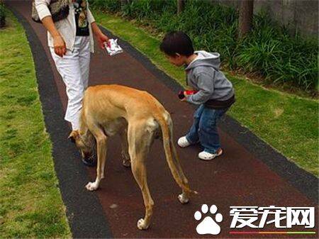 灵缇幼犬吃什么 根据不同生长时期来选择食物