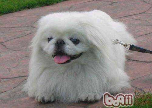 京巴狗瘫痪的主要症状