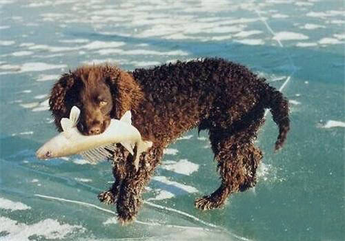 美国水猎犬怎么养,美国水猎犬的护理常识