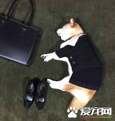 柴犬可以办狗证么 办理狗证的好处居然这么多