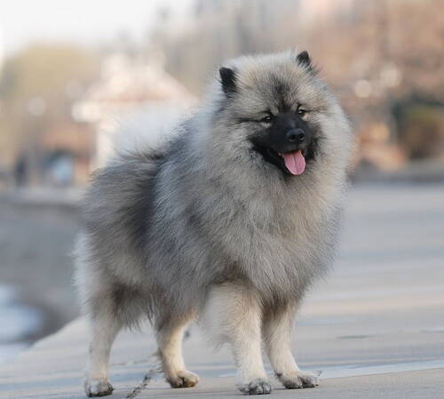 怎么训练荷兰毛狮犬上厕所,荷兰毛狮犬的性格特点