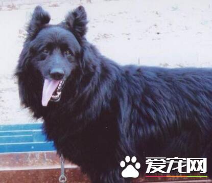 如何辨别比利时牧羊犬 非常匀称的正方形比例的狗