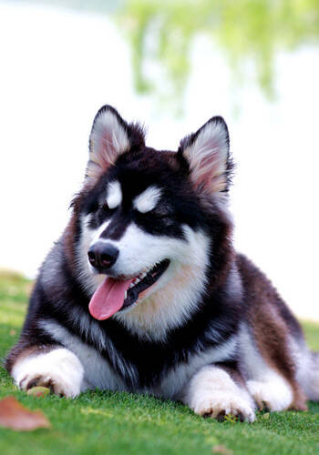 怎么训练阿拉斯加雪橇犬保护主人,雪橇犬