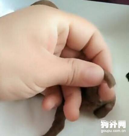 出生不到两周的小狗，主人一动尾巴就断了，好惊悚