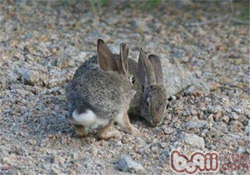 沙漠棉尾兔的食物选择